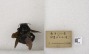 Xylocopa iridipennis image