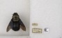 Xylocopa grisescens image