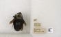 Xylocopa grisescens image