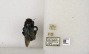 Xylocopa iridipennis image