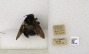 Xylocopa philippinensis subsp. philippinensis image