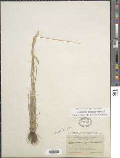 Alopecurus saccatus image