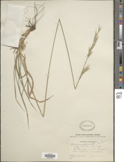 Bromus sitchensis var. carinatus image