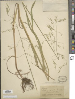 Bromus sitchensis var. carinatus image