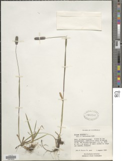Image of Phleum alpinum