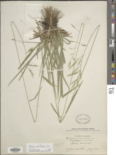 Bromus orcuttianus image