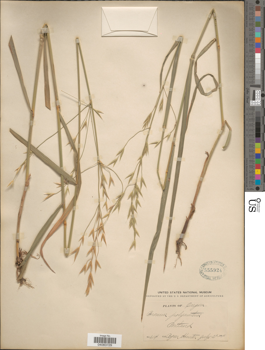 Bromus sitchensis var. polyanthus image