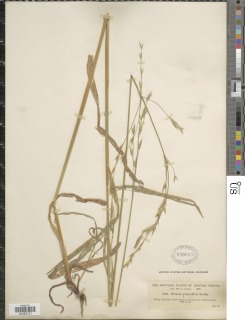 Bromus sitchensis var. polyanthus image