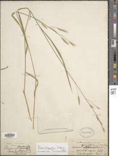 Image of Bromus polyanthus
