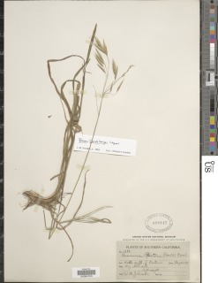 Bromus pseudolaevipes image