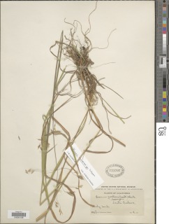 Bromus pseudolaevipes image