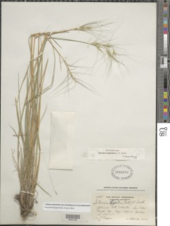 Elymus elymoides var. brevifolius image