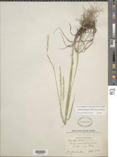 Elymus trachycaulus image