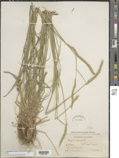 Image of Elymus macounii