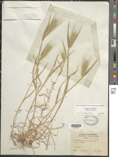 Hordeum murinum subsp. murinum image