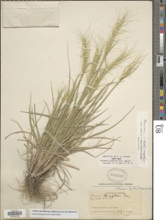 Elymus elymoides var. californicus image