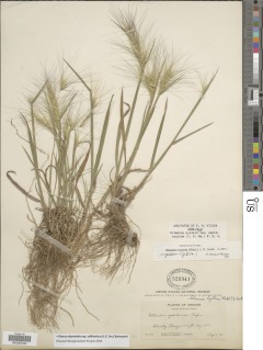 Elymus elymoides var. californicus image