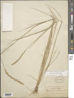 Elymus triticoides image