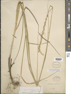 Elymus triticoides image