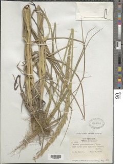 Image of Elymus x vancouverensis