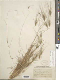 Elymus caput-medusae image