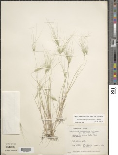 Elymus caput-medusae image