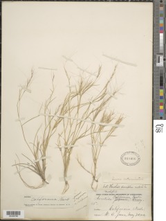 Image of Aristida californica