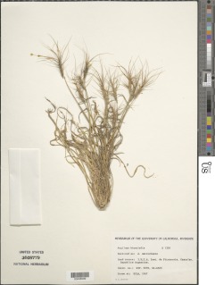 Aegilops biuncialis image