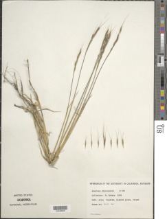 Aegilops sharonensis image