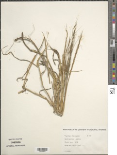 Aegilops sharonensis image