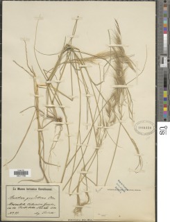 Aristida stipoides image