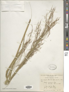 Loudetia arundinacea image