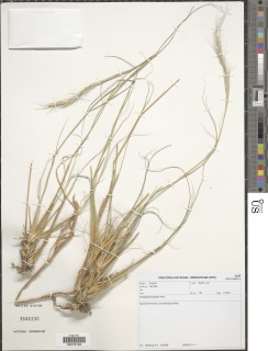 Image of Stipagrostis giessii