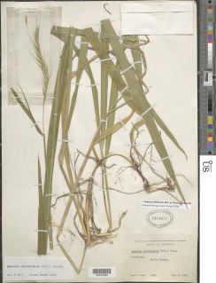 Elymus californicus image