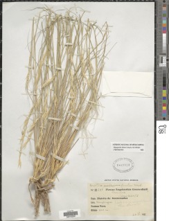 Stipagrostis dinteri image