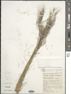 Stipagrostis hirtigluma image
