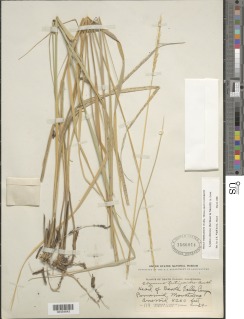 Elymus cinereus image