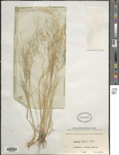 Stipagrostis hirtigluma image