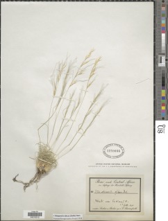 Image of Stipagrostis obtusa