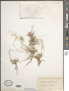 Stipagrostis obtusa image