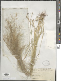 Stipagrostis prodigiosa image
