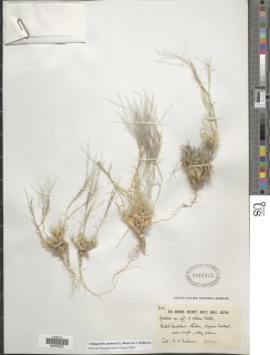Stipagrostis plumosa image
