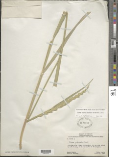 Elymus cinereus image