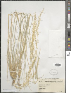 Stipagrostis schaeferi image