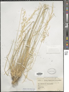 Stipagrostis schaeferi image