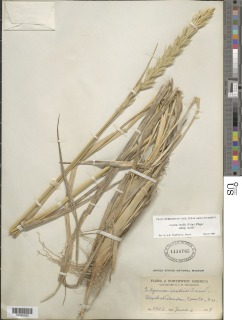 Elymus mollis subsp. mollis image