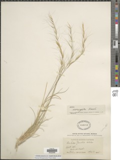 Aristida purpurea var. wrightii image