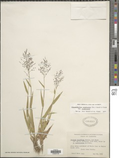Panicum acuminatum var. acuminatum image