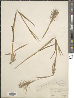 Panicum acuminatum var. acuminatum image