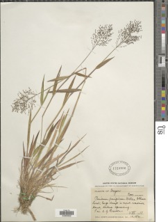 Panicum acuminatum image